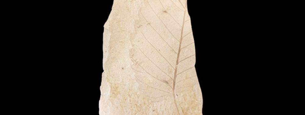 leaf fossil
