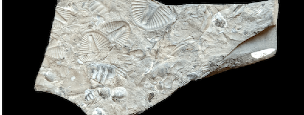 trilobite fossils