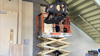 Installation of T.rex skull - image 1