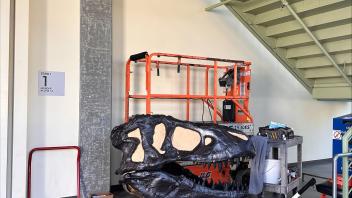 Installation of T.rex skull - image 2