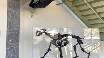 Installation of T.rex skull - image 4