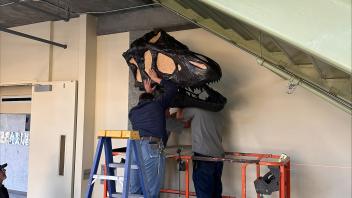 Installation of T.rex skull - image 3