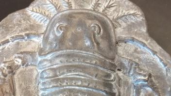 eurypterid fossil