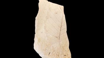 leaf fossil