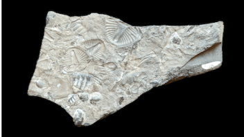 trilobite fossils