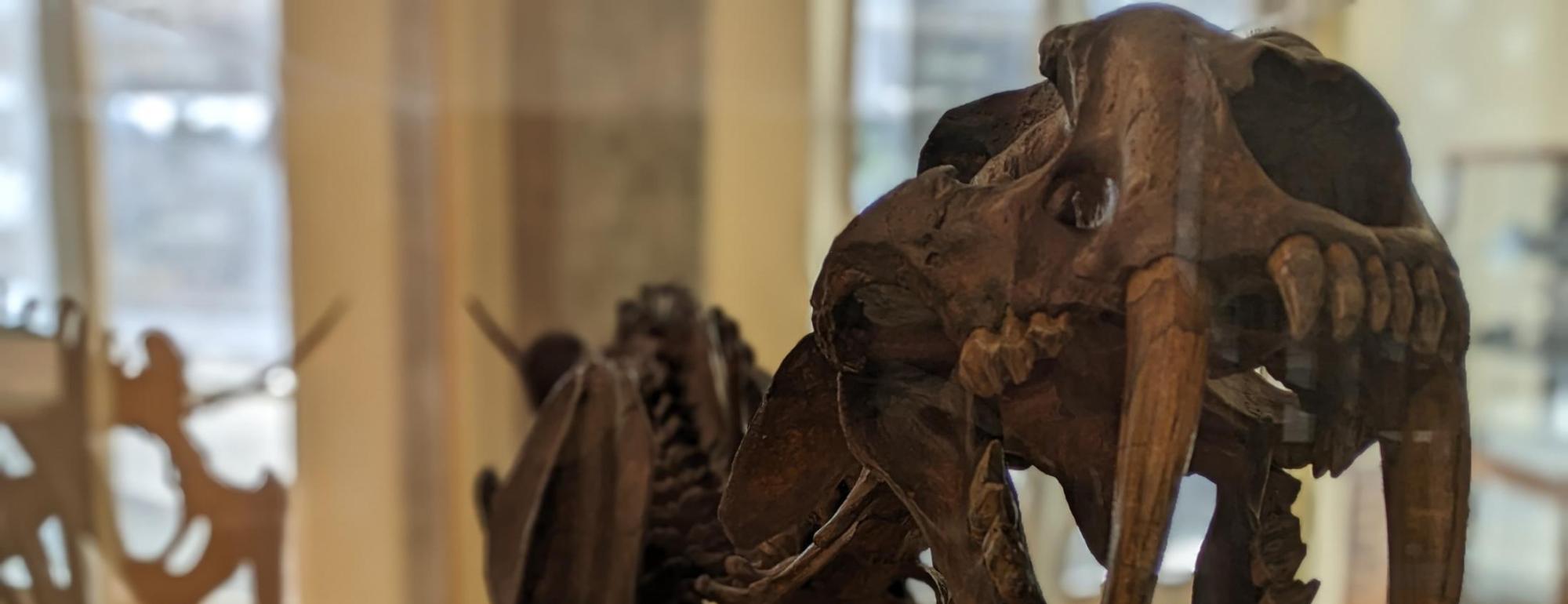 Smilodon skeleton