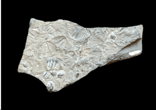 trilobite fossils