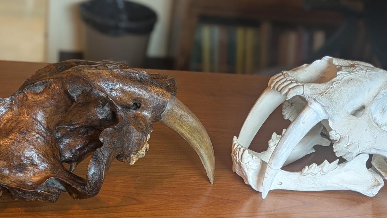 Sabertooth cat skulls