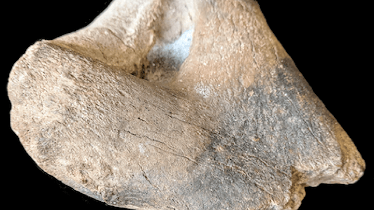 Sea lion fossil
