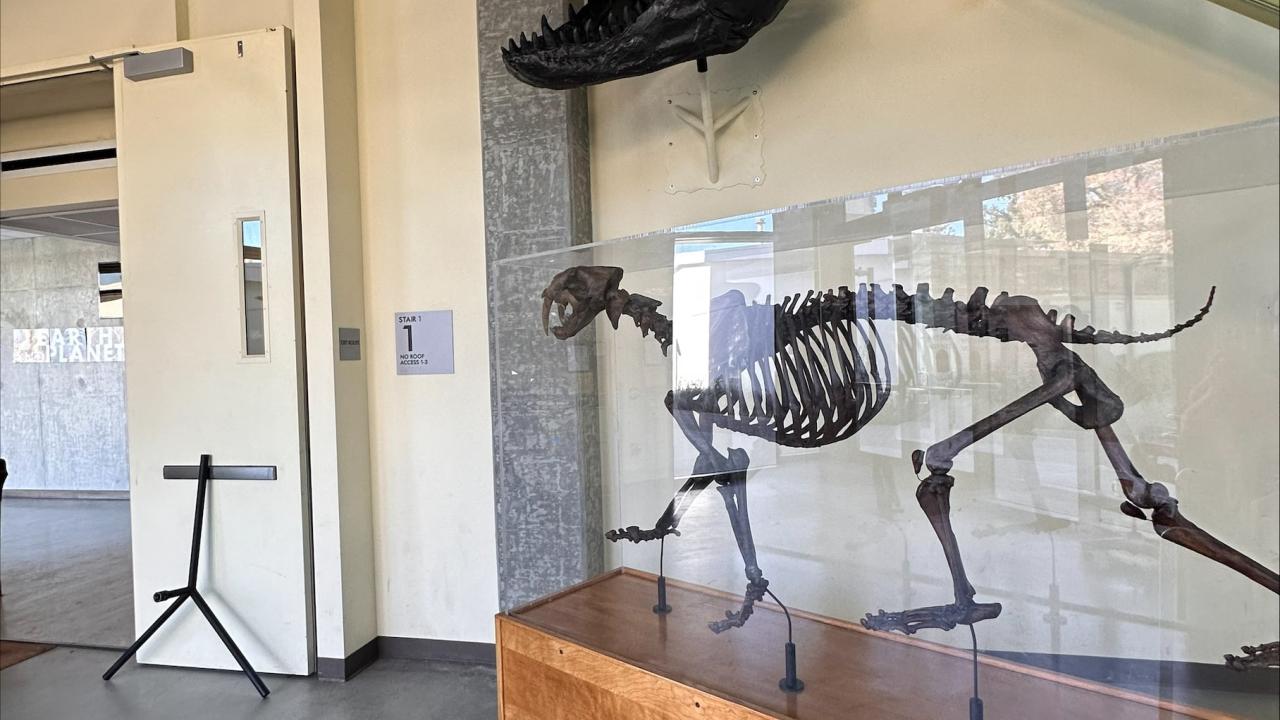 Installation of T.rex skull - image 5