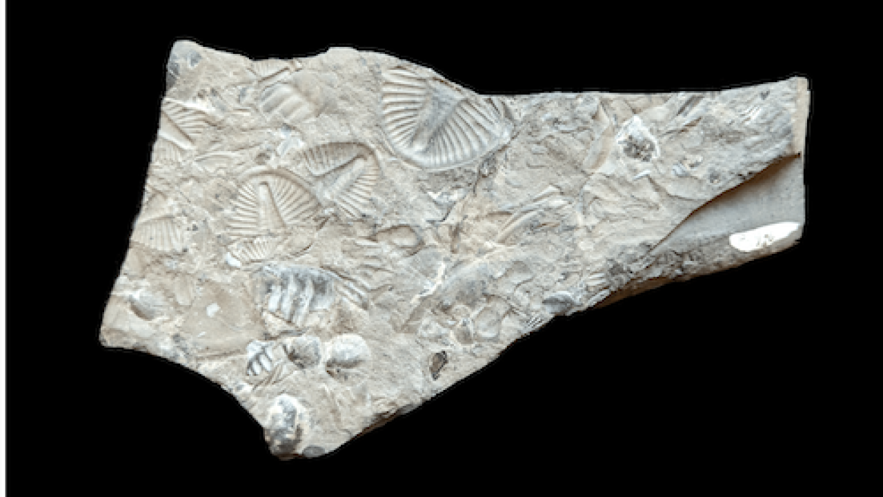trilobite fossils