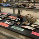 Bio Diversity Day 