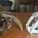Sabertooth cat skulls