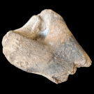 Sea lion fossil