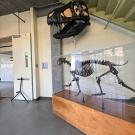 Installation of T.rex skull - image 5