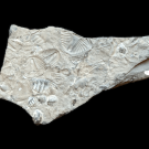 trilobite fossils