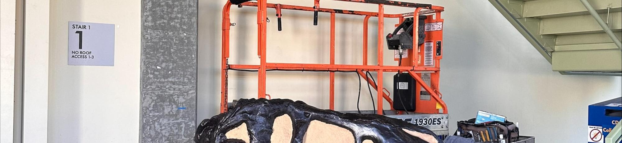 Installation of T.rex skull - image 2