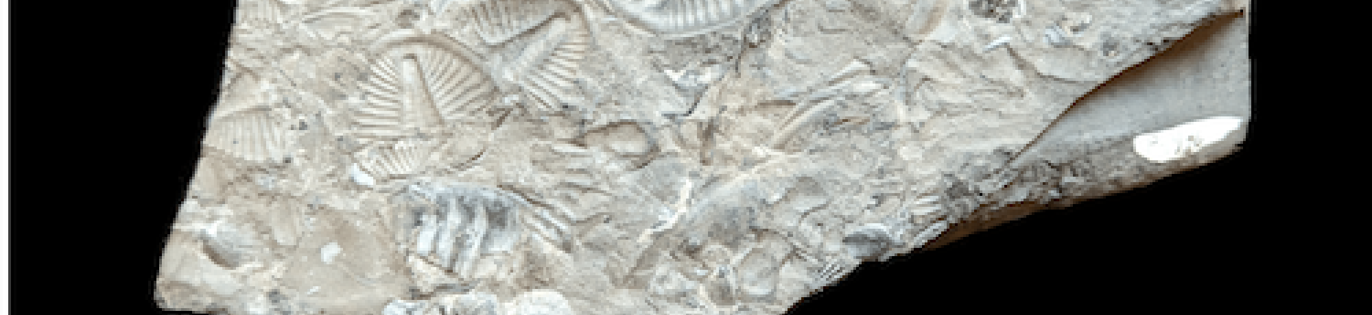 trilobite fossils